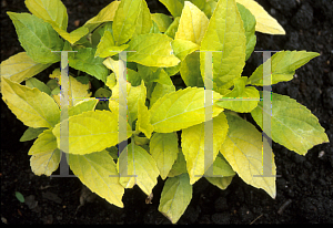 Picture of Hydrangea macrophylla 'Jofloma'