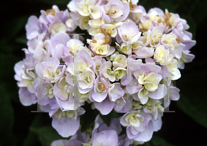 Picture of Hydrangea x 'Zhuni'