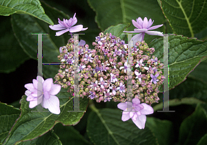 Picture of Hydrangea x 'Iroshidori'