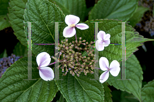 Picture of Hydrangea x 'Komochiana'