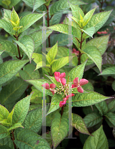 Picture of Hydrangea x 'Tapin Benikaku'