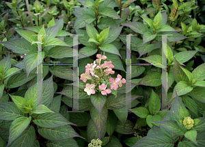 Picture of Hydrangea x 'Aka Banayama'