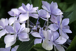 Picture of Hydrangea macrophylla 'Jogosaki'