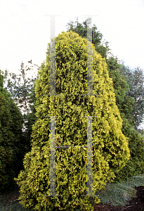 Picture of Thuja occidentalis 'Sunkist'