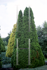 Picture of Thuja occidentalis 'Smaragd (Emerald)'