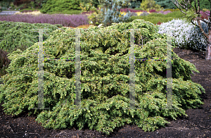 Picture of Tsuga canadensis 'Jeddeloh'