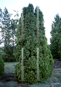 Picture of Thuja occidentalis 'Rosenthalii'