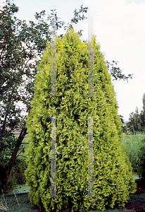 Picture of Thuja occidentalis 'Europe Gold'
