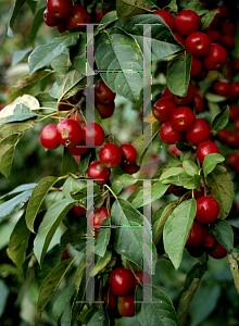 Picture of Malus x 'Snowdrift'