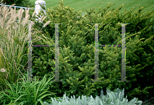 Picture of Taxus x media 'Tauntonii'