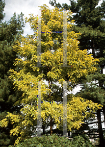 Picture of Robinia pseudoacacia 'Frisia'