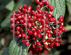 Picture of Viburnum x rhytidophylloides 'Darts Duke'