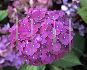 Picture of Hydrangea macrophylla 'Madame GJ Bier'