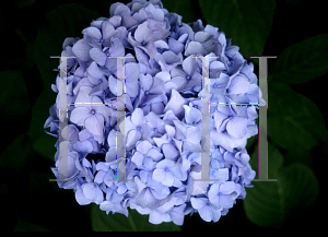 Picture of Hydrangea macrophylla 'All Summer Beauty'