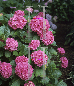 Picture of Hydrangea macrophylla 'Glowing Embers'