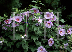 Picture of Hibiscus syriacus 'Longhin'
