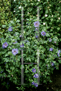 Picture of Hibiscus syriacus 'Blue Bird'