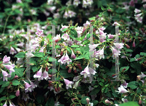 Picture of Abelia schumannii 'Bumblebee'