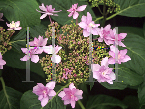 Picture of Hydrangea macrophylla 'Izu No Hana'