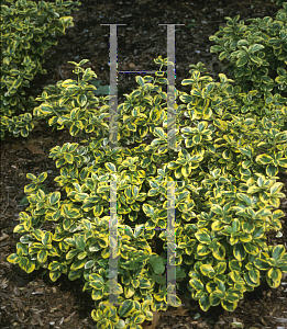 Picture of Euonymus fortunei 'Roemertwo(Gold Splash)'