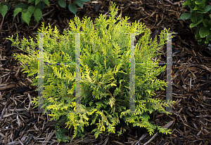 Picture of Chamaecyparis pisifera 'Vintage Gold'