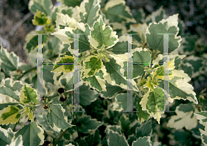 Picture of Hibiscus syriacus 'Purpureus Variegatus'