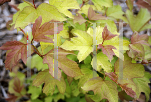 Picture of Viburnum opulus 'Park Harvest'