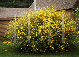 Picture of Kerria japonica 'Pleniflora'