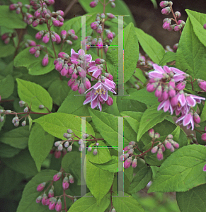 Picture of Deutzia x 'Pearle Rose'