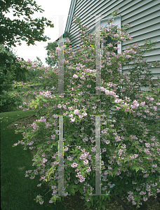 Picture of Deutzia x 'Magician'