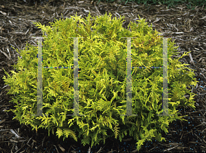 Picture of Chamaecyparis pisifera 'Vintage Gold'