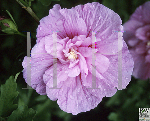 Picture of Hibiscus syriacus 'Notwoodone(Lavender Chiffon)'