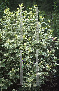 Picture of Hibiscus syriacus 'Purpureus Variegatus'