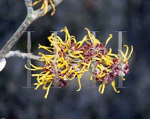 Picture of Hamamelis x intermedia 'Barnsted Gold'
