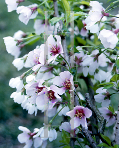 Picture of Prunus x 'Kojo No Mai'