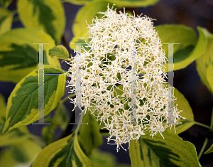 Picture of Cornus alternifolia 'W Stackman'