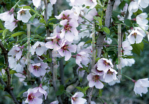 Picture of Prunus x 'Kojo No Mai'