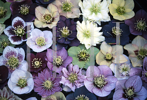 Picture of Helleborus x 