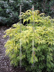 Picture of Sambucus racemosa 'Sutherland Gold'