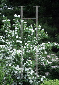 Picture of Philadelphus  'Snow Velvet'