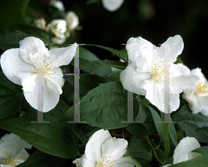 Picture of Philadelphus  'Snow Velvet'