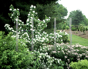 Picture of Philadelphus  'Snow Velvet'