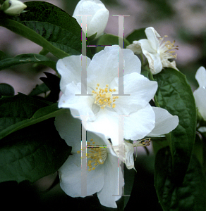 Picture of Philadelphus  'Snow Velvet'