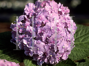 Picture of Hydrangea macrophylla 'Parzival'