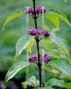 Picture of Callicarpa dichotoma 'Early Amethyst'