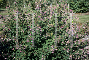 Picture of Lespedeza x 'Homolosa'