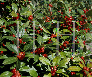 Picture of Ilex verticillata 'Early Bright'