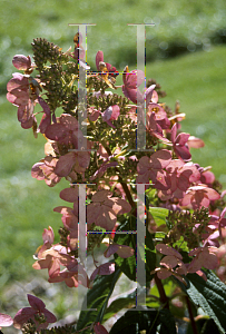 Picture of Hydrangea paniculata 'Pink Diamond'