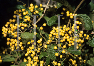 Picture of Viburnum dilatatum 'Michael Dodge'