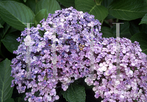 Picture of Hydrangea macrophylla 'Uzu Azisai'